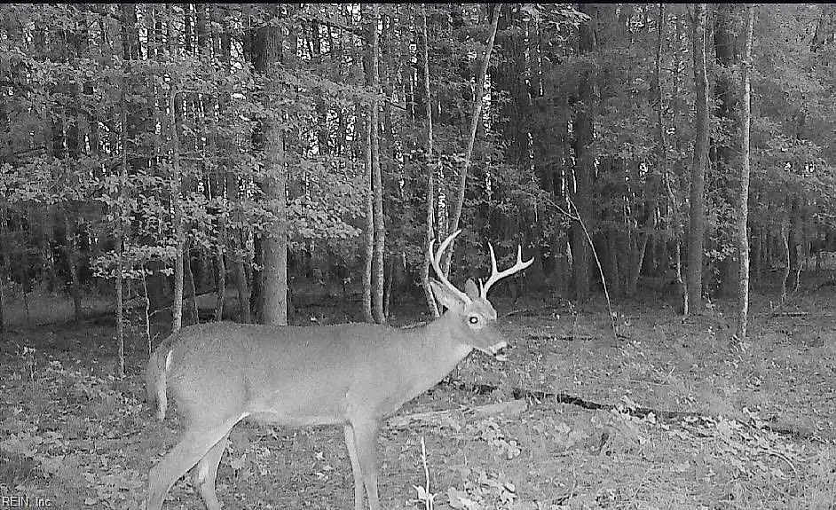 10+Ac Groton Tract A Woods, Onancock — photo